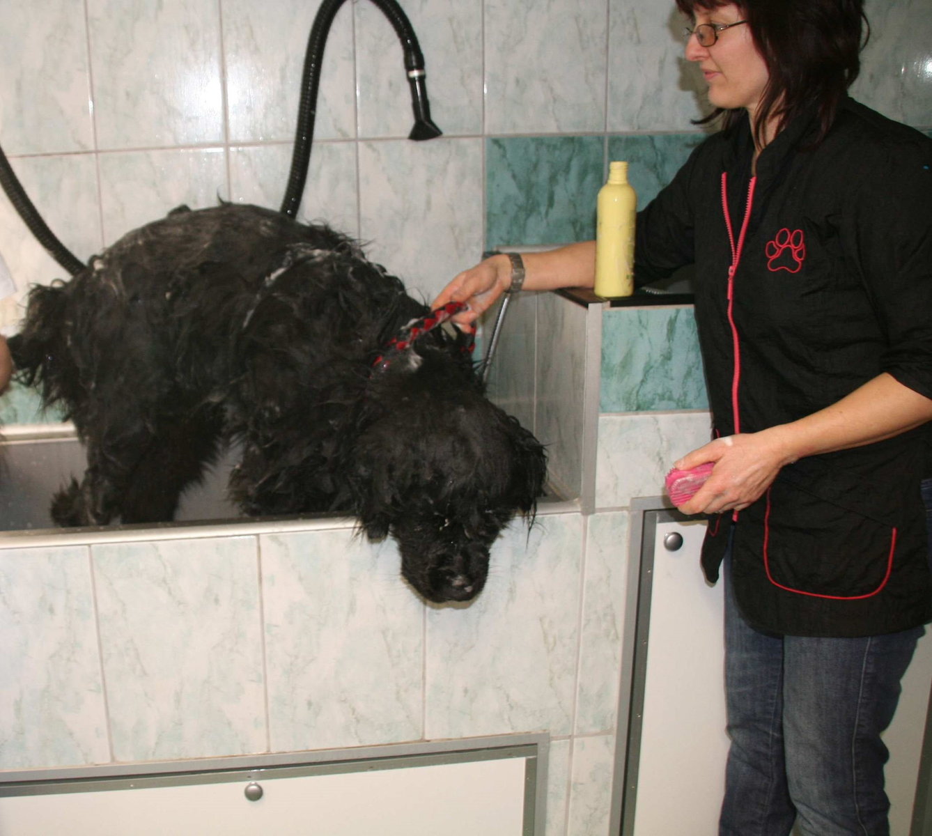 Hund wird gewaschen in Geli's Scherstüble