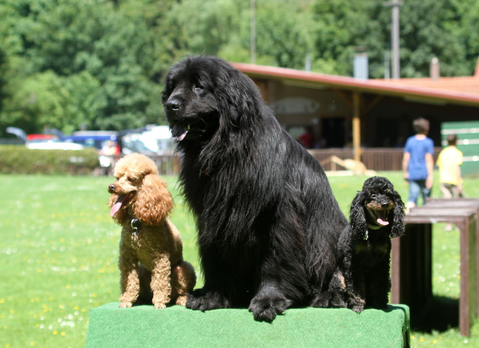 Hunde geschoren und gekämmt in Geli's Scherstüble